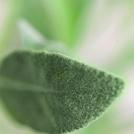 SAGE OIL SALVIA OFFICINALIS OIL Essential sage oil, obtained from the herb by steam distillation.