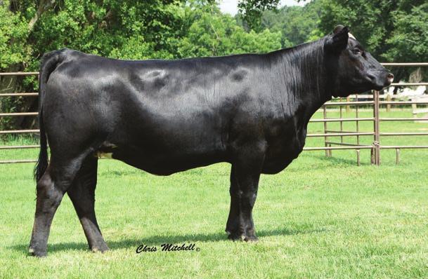 45 FFS Carly ASA# 2962620 BD 10/26/14 Tattoo B032 Consignor: Fenton Farms Simmental Partisover Deets 346Z 3/4 Blood Partisover Witch 7120 3MS Winchester W415 7B Angelica Carly CE 8 BW 2.