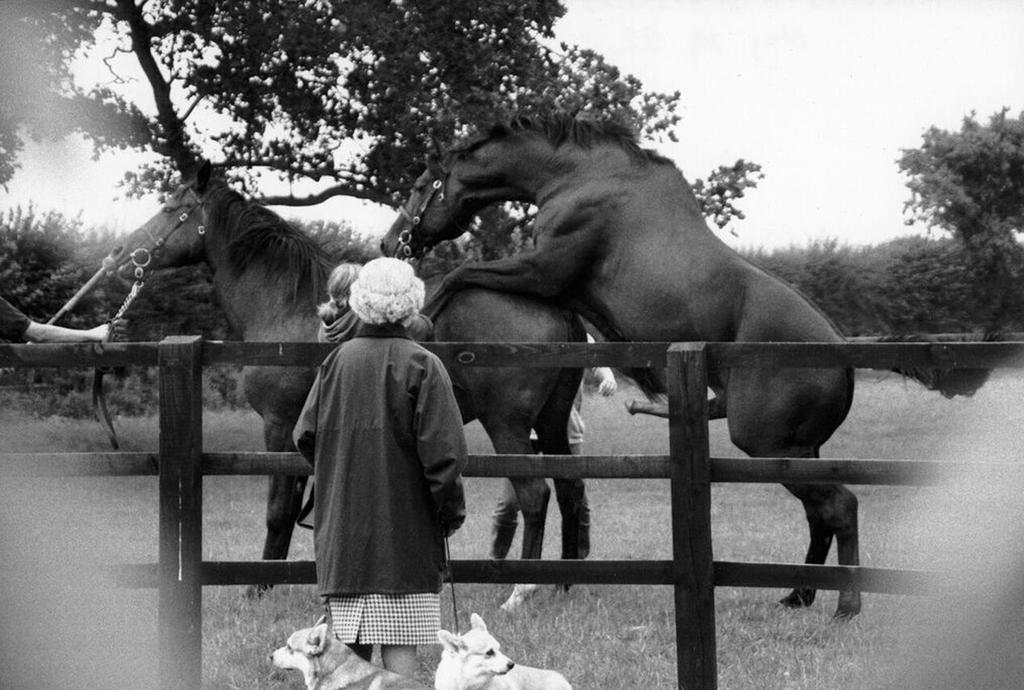 QUEEN WATCHES HER HORSES MATE, 2003 Museum