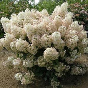 / Flower: White to Pink Strong, upright stems hold large, cone-shaped flower panicles that emerge white and matures to dark