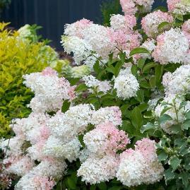 ) panicle hydrangea has strong stems and large blooms that emerge creamy-white and age to red. A Proven Winners selection.