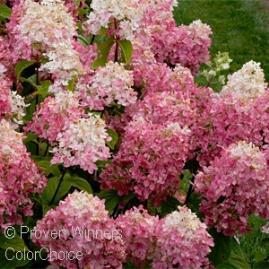 2-3 ft. / Wd. 2-3 ft. / Flower: White This showy, compact variety has panicles that emerge white and mature to fiery red.