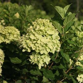 / Wd. 4-6 ft. / Flower: Lime Green Creamy white blooms emerge with an intense lime-green center.
