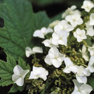 2019 HYDRANGEA QUERCIFOLIA Snow Queen Hydrangea quercifolia Flemygea PP4458 Ht. 4-6 ft. / Wd. 6-8 ft. / Flower: White Prolific bloomer with a broad, upright habit.