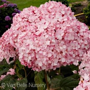 / Flower: Pink or Purple An Endless Summer collection of reblooming Hydrangeas, it features strong red-purple stems and dark green leaves have red
