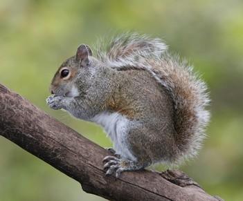 weight: up to 360 grams Grey squirrels are larger, stockier and rounder. They do not have ear tufts. The fur is grey-brown, with a fringe of white fur around the tail.