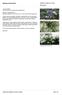(Maiden & Betche) Cheel Myrtaceae. Melaleuca alternifolia. LOCAL NAMES English (tea tree oil,narrow-leaved paperbark)