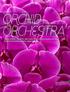 ORCHID ORCHESTRA. Jiuhbao Sweetie hits all the right notes, elicits a chorus of praise and wins the 2010 Outstanding Varieties Competition.