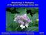 Morphology & Phylogeny of the genus Hydrangea sensu lato
